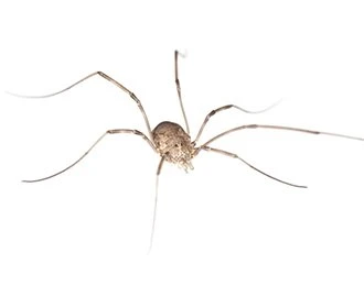 Harvestmen