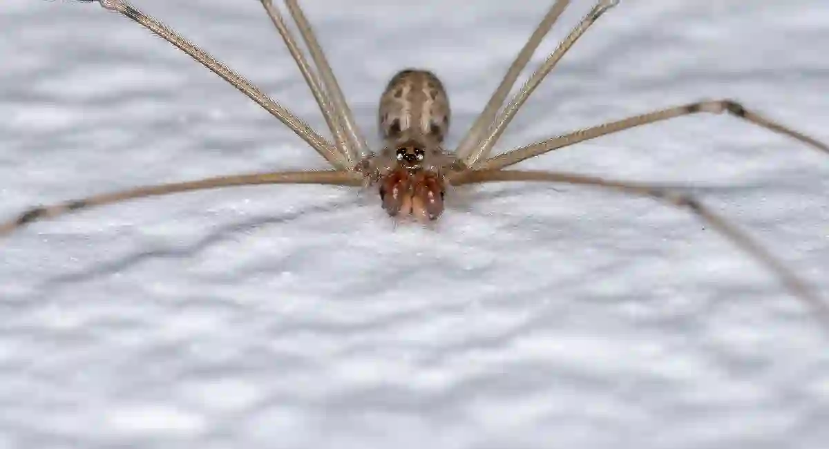spider in the snow