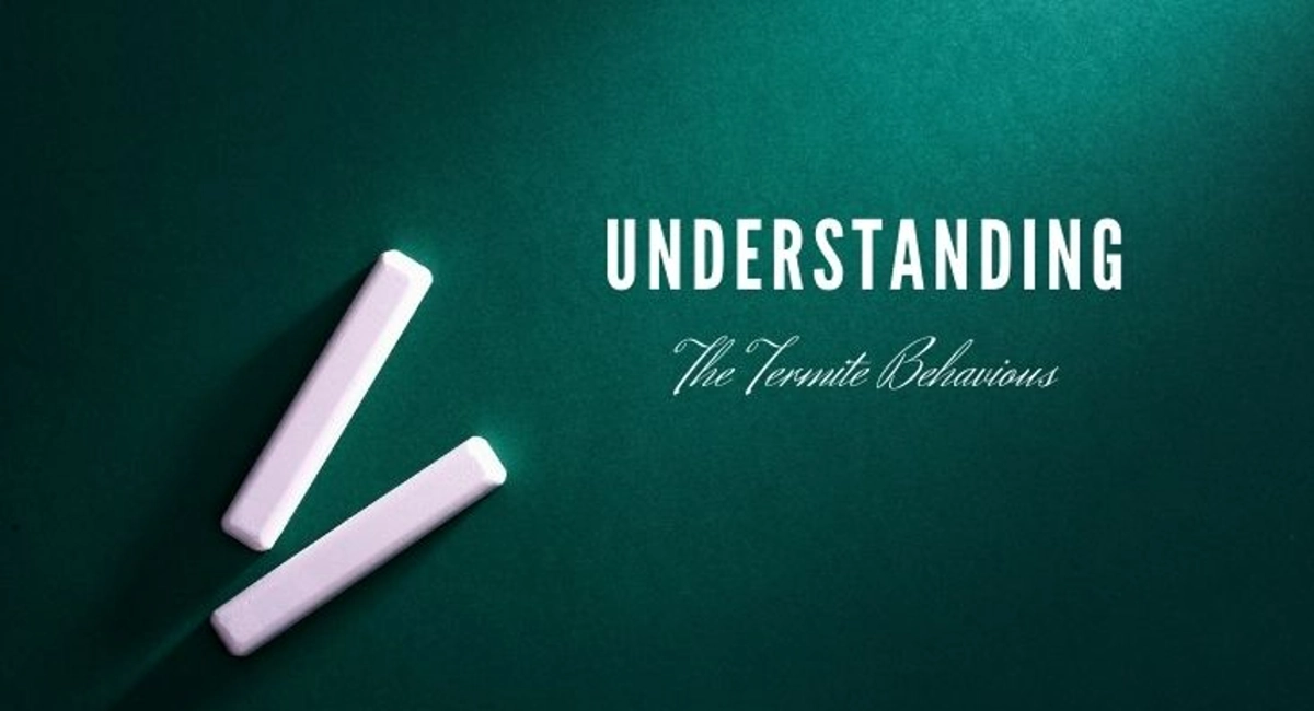 understanding the termites behaviors