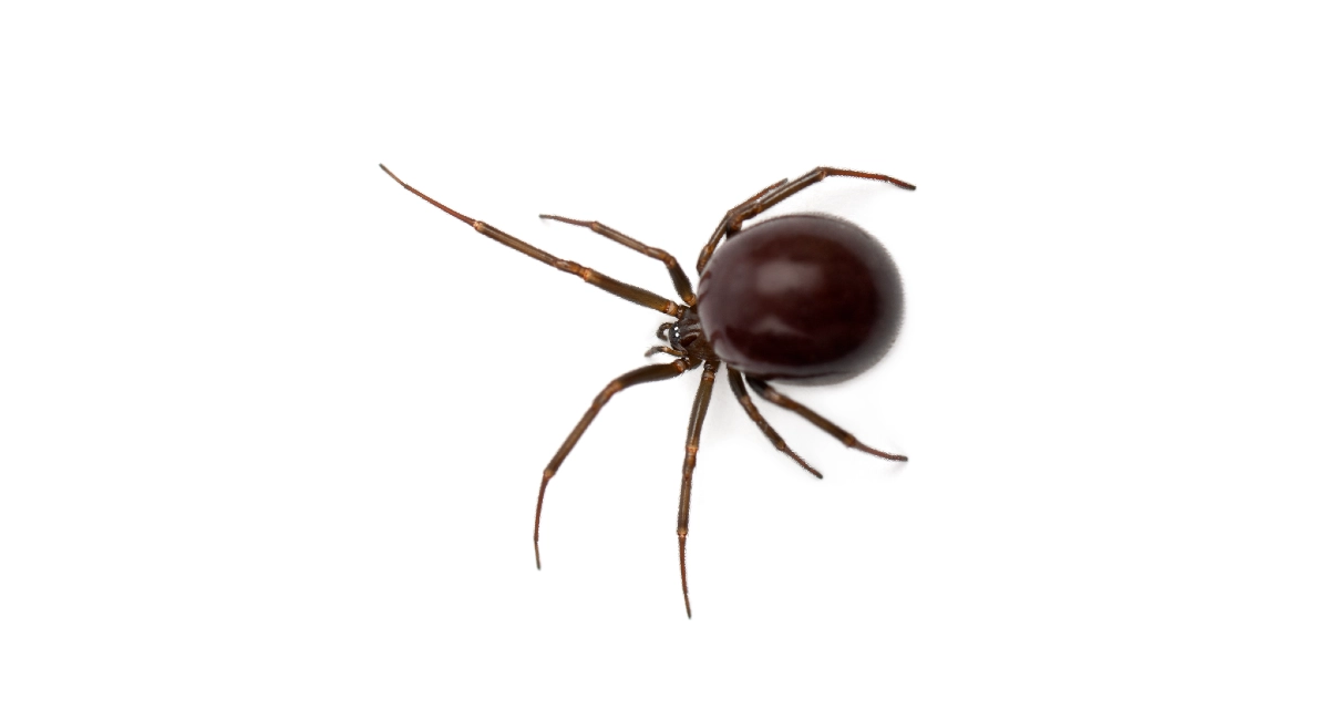 Common house spider