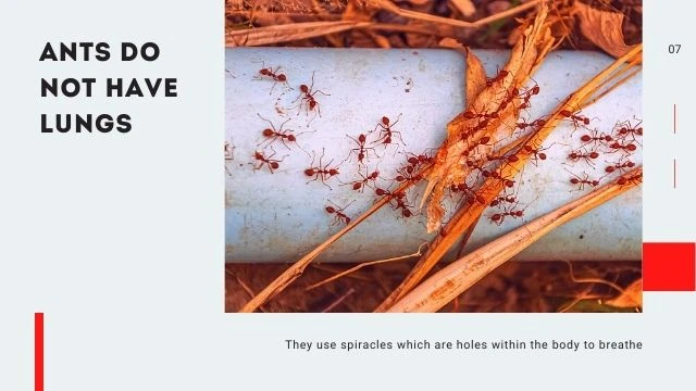 Top 4 Ant Species in Singapore Homes
