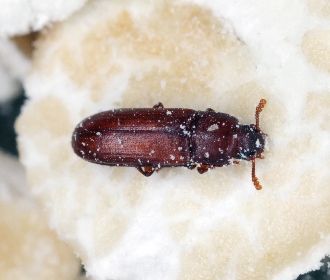 Granary Weevil