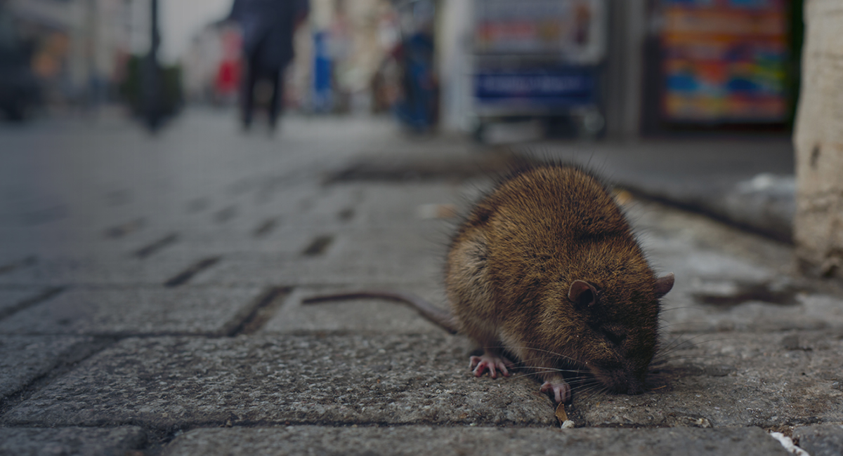 Covid-19 Rat