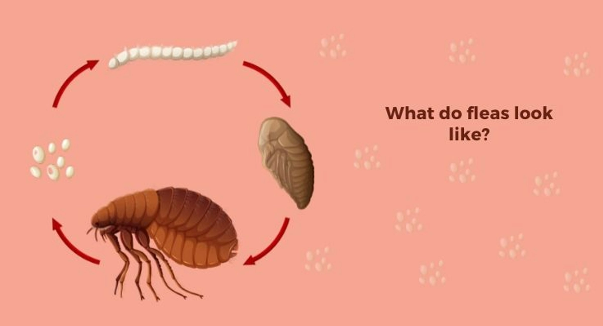 Debugged Blog Can You Get Fleas Without Pets What Do Fleas Look Like