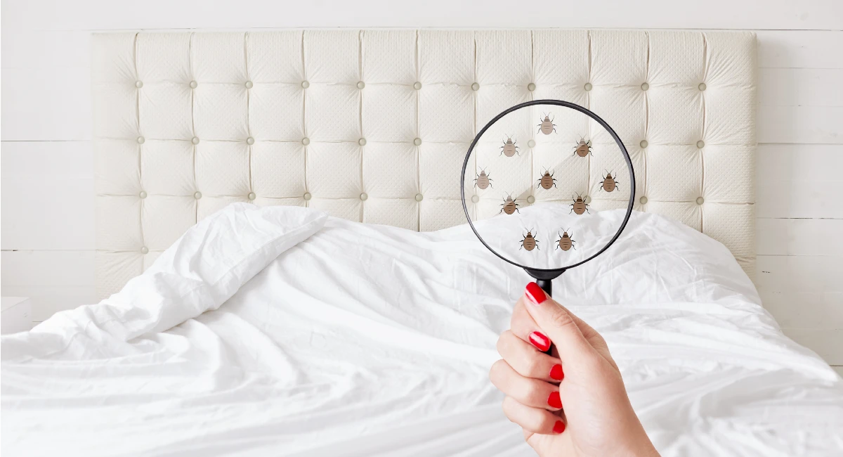image of a colony of bed bugs hidden inside furniture