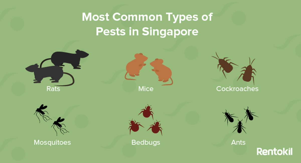 Most common types of pests in Singapore
