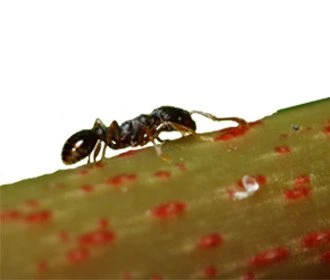 ant