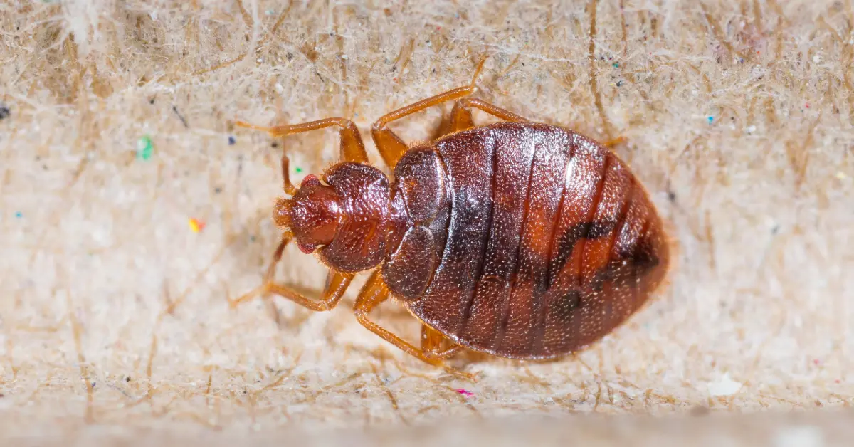 Where Do Be Bugs Come From?