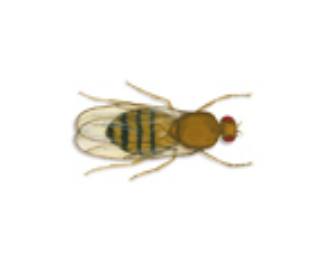 Fermentation fly