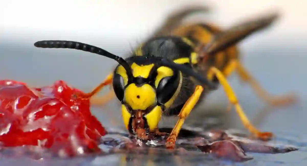 wasp