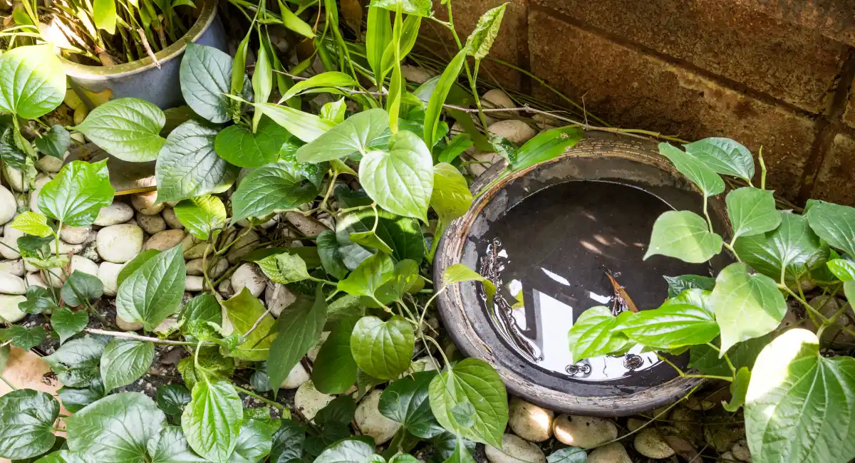 moustiques dans eau stagnante