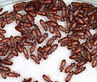 Confused flour beetle