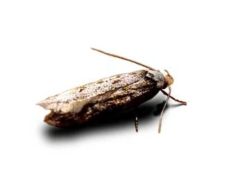 White-shouldered house moth