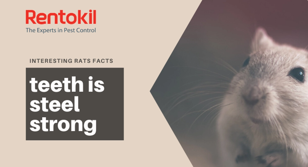 Rentokil Interesting facts about rats