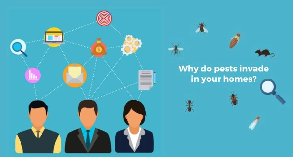 Debugged Blog 10 Organising Tips For A Pest Free Home Why Do Pests Invade Homes
