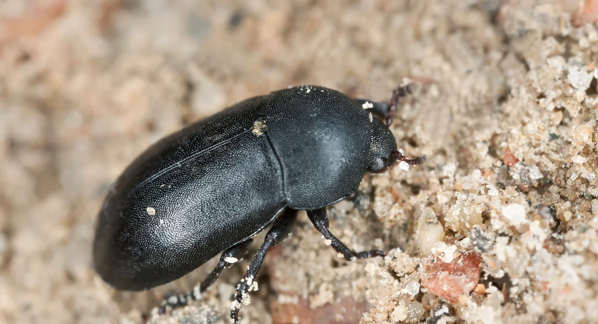 Dermestes beetle (Dermestes beetle)