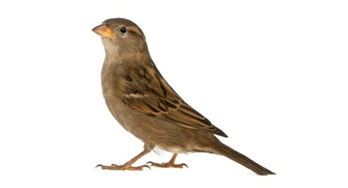 House sparrows