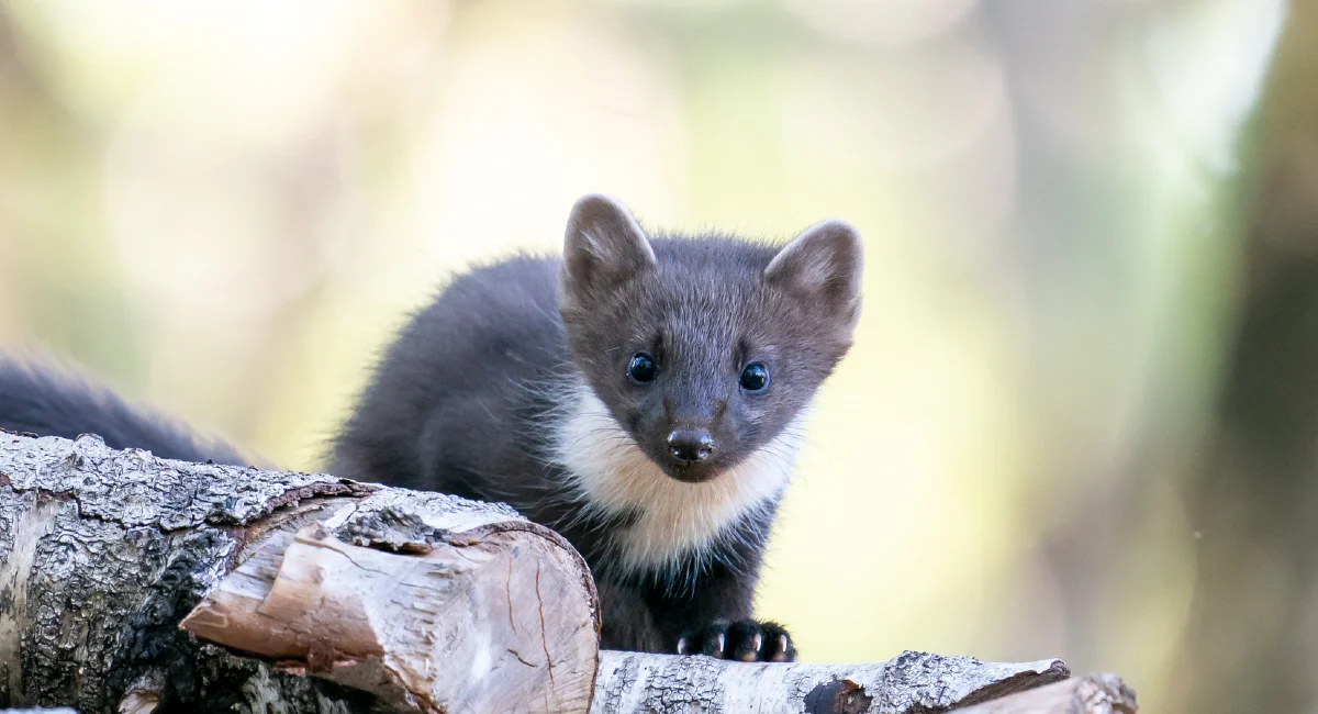 Pine Marten