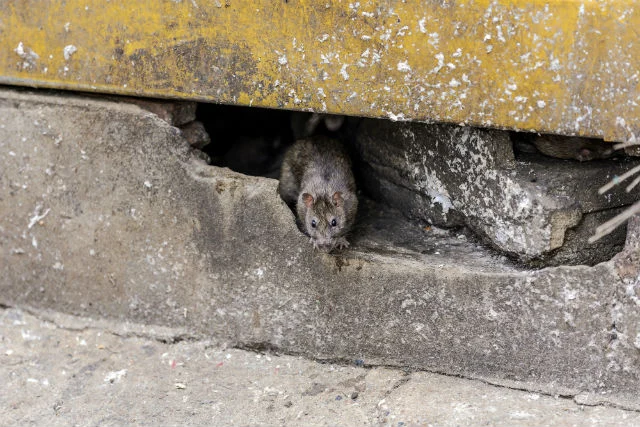 Where do rats and mice live