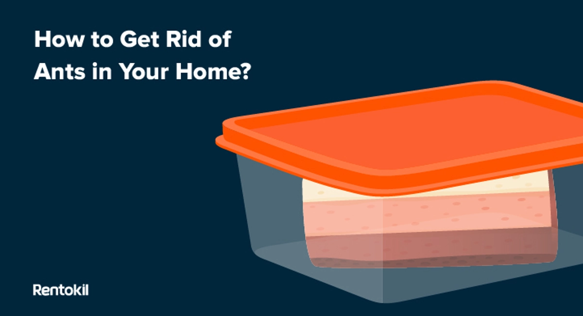 how to get rid of ants in your home