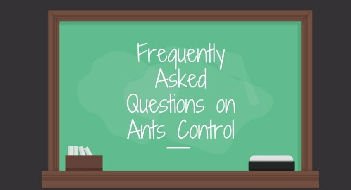 Debugged Blog Top Ten Ants Blog Trending Topics FAQ On Ants Control
