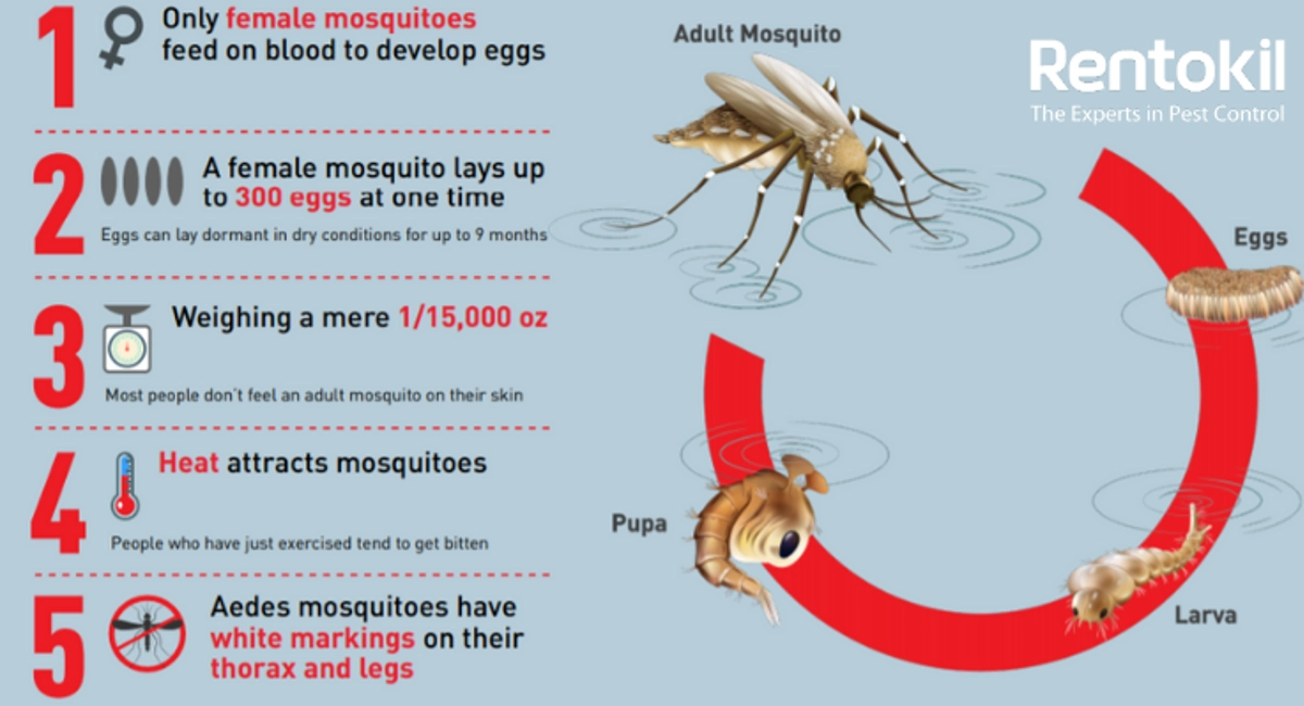 Complete Guide For Mosquito Control in Singapore