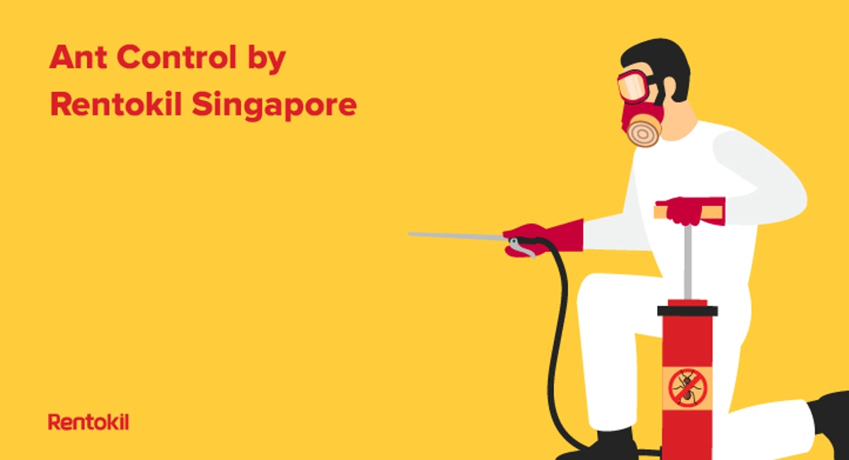 Ant control by Rentokil Singapore