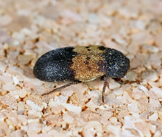 Larder beetle