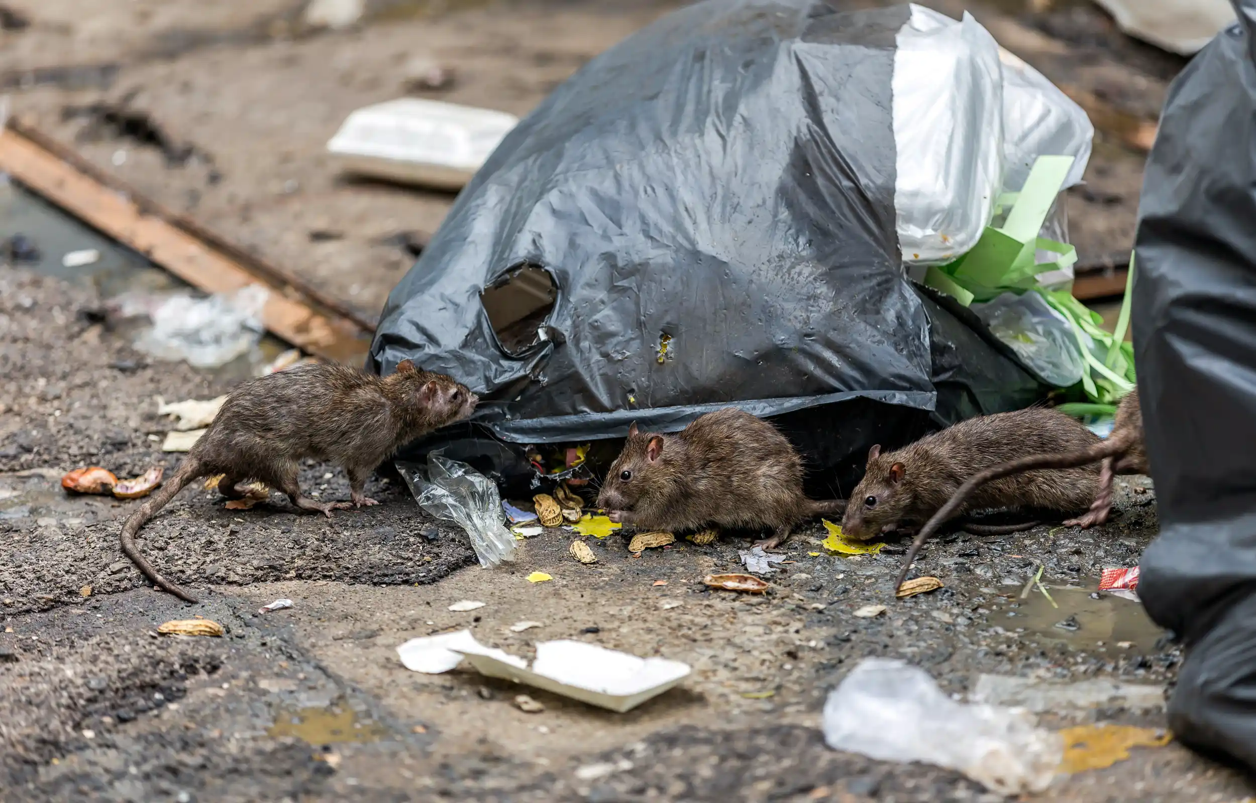 Debugged Blog Why Disinfection Is Important During COVID Pests Attracted To Waste And Garbage