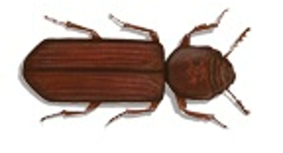 Grain borer (Prostephanus Truncatus)