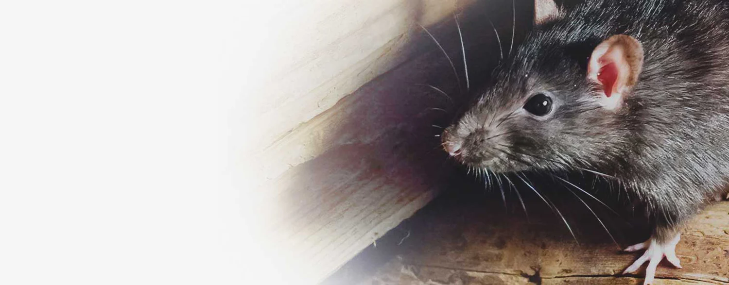 Zwarte Rat