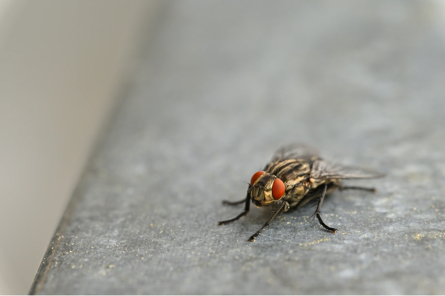 Debugged Blog What Happens To Pest Control During COVID-19 Flies Contaminate Food