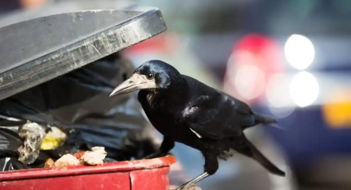 small bird in trash