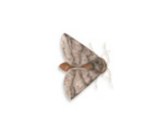 Brown house moth