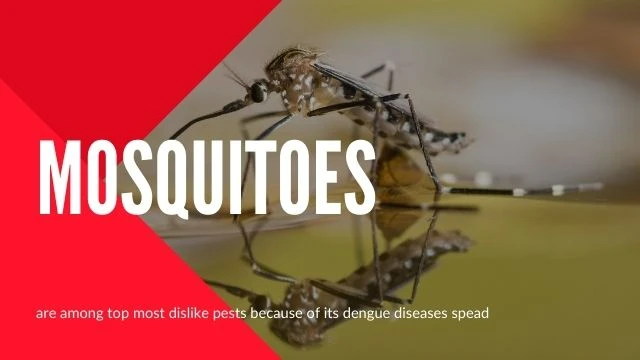 We always get bitten by mosquitoes and diseases are deadly