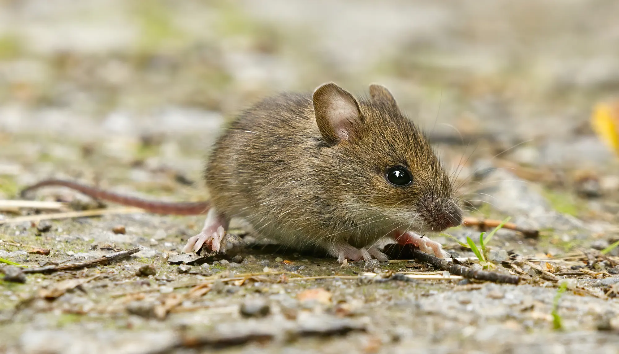 veldmuis