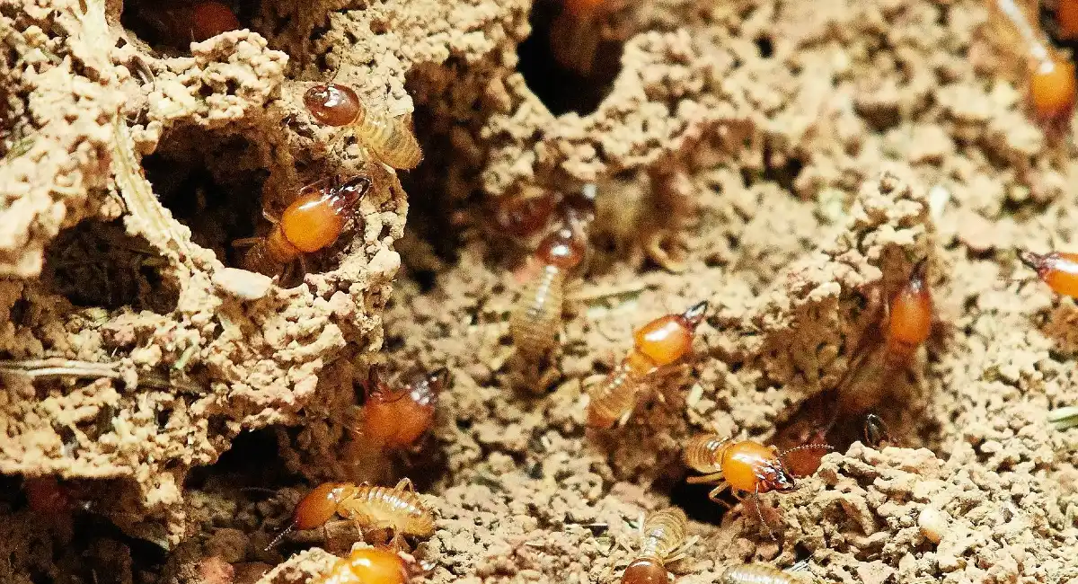 Termites
