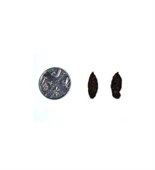 Brown rat droppings