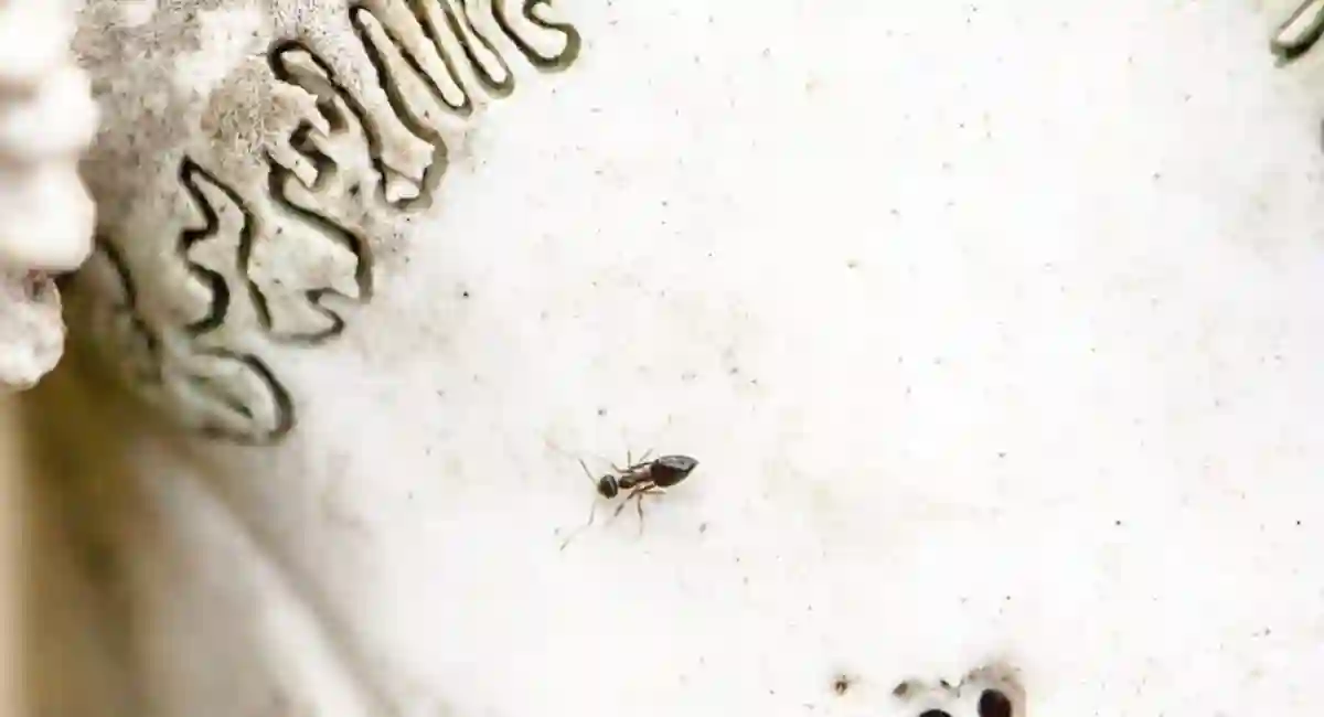 ant on snow