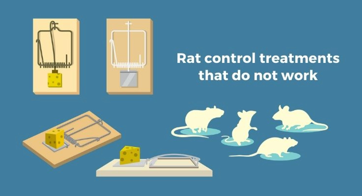 Debugged Blog 7 Facts You Did Not Know About Rats Rat Treatments That Do Not Work