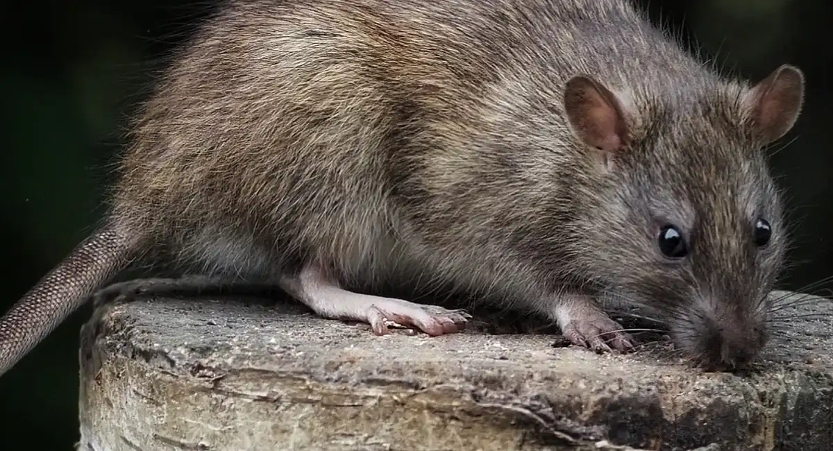 Ratten en muizenoverlast? Rentokil kan helpen