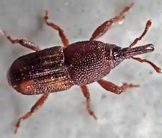 Rice weevil