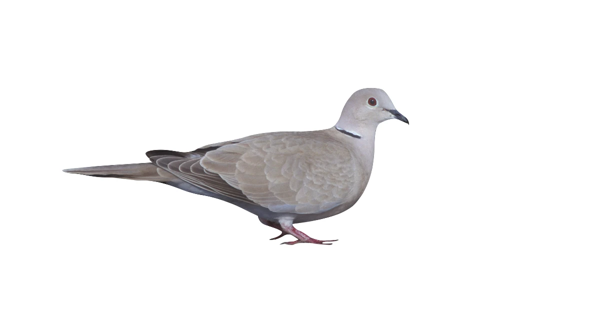 Collared dove (Streptopelia decaocto)