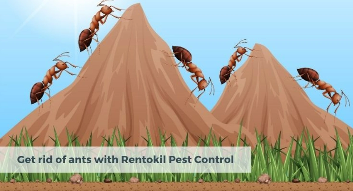Debugged Blog Top Ten Ants Blog Trending Topics Get Rid of Ants