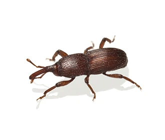 Granary Weevil