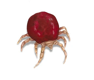 Bird mite