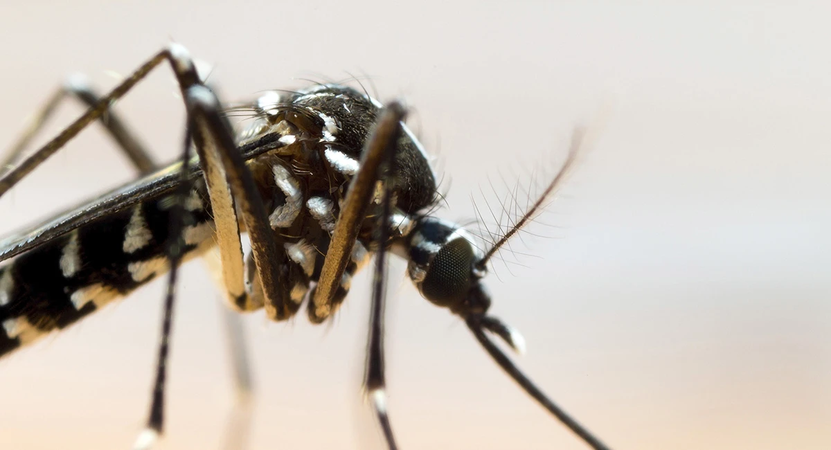 The Asian tiger mosquito