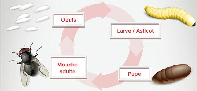 Cycle de vie des mouches