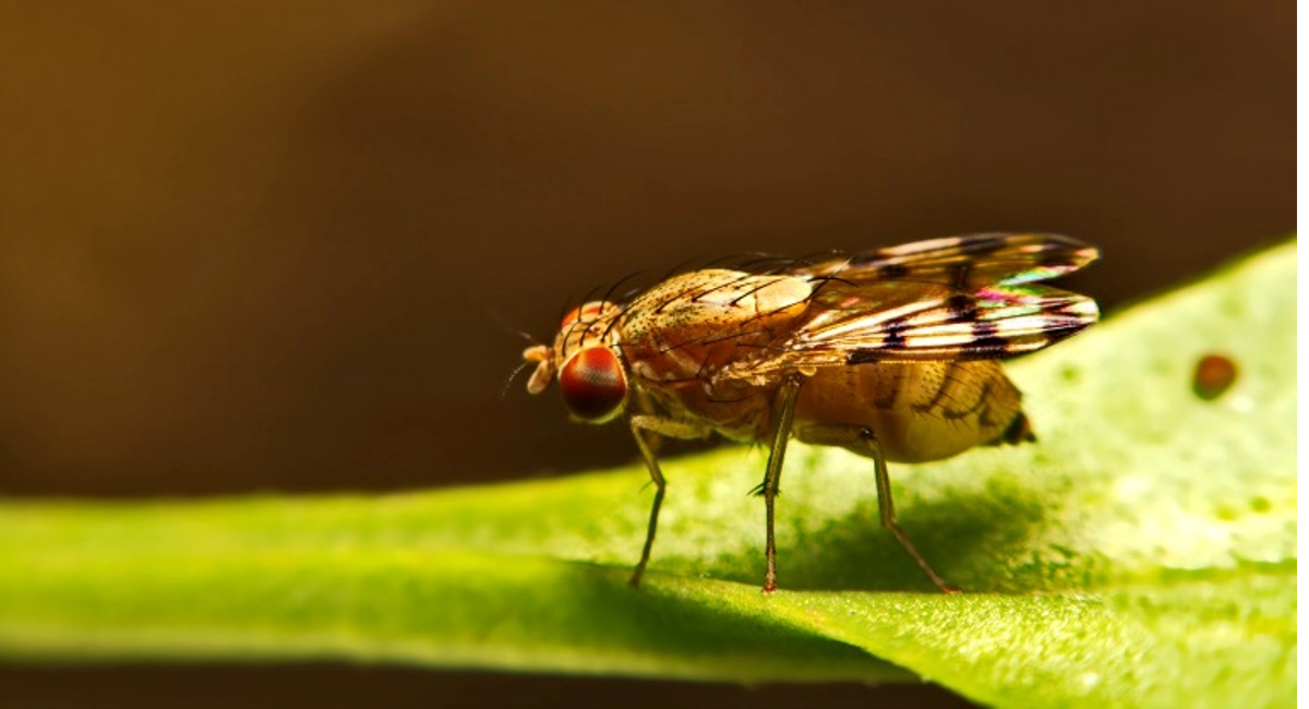 fly