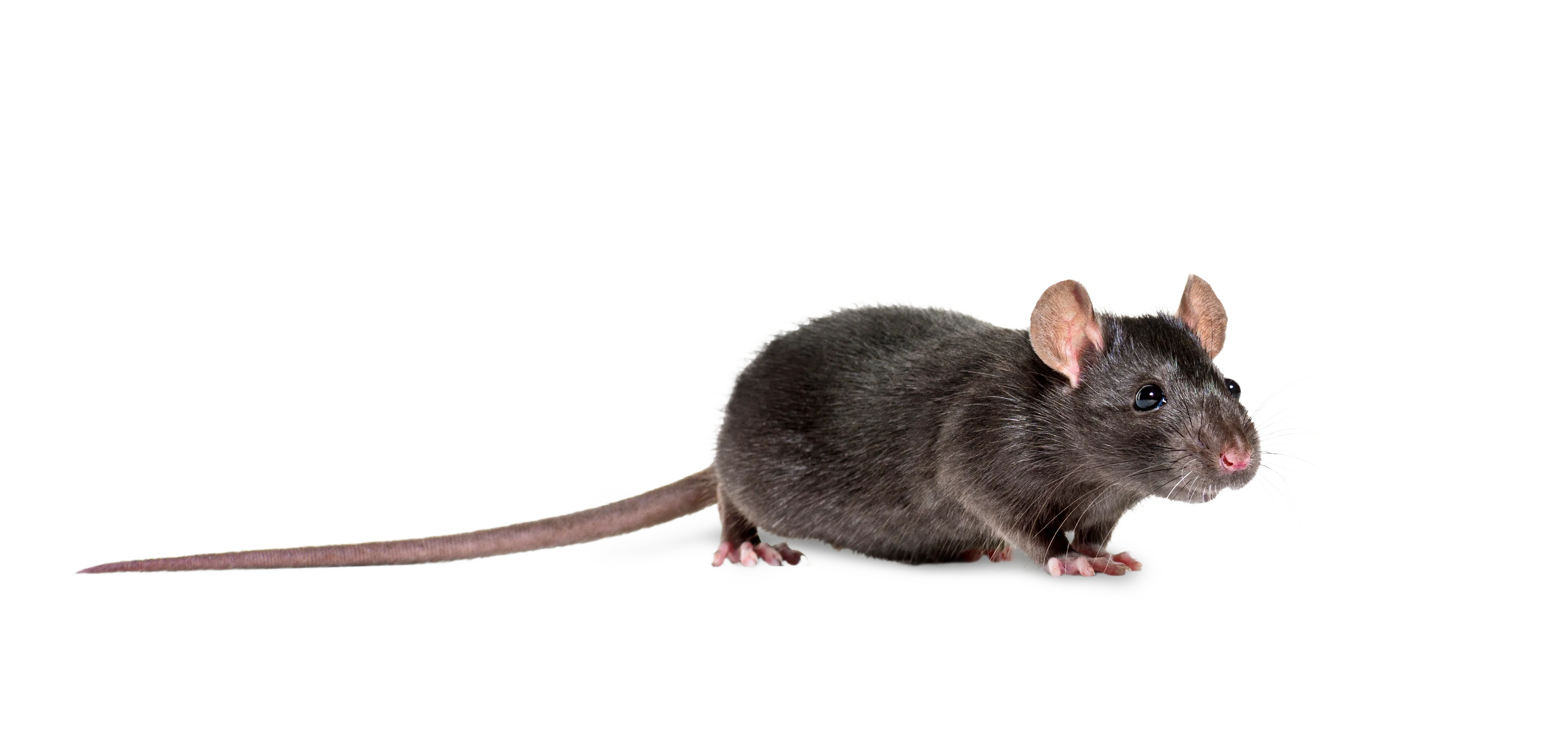 zwarte rat
